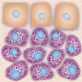 Innate immune system: mast cells with skin cells, vector illustration